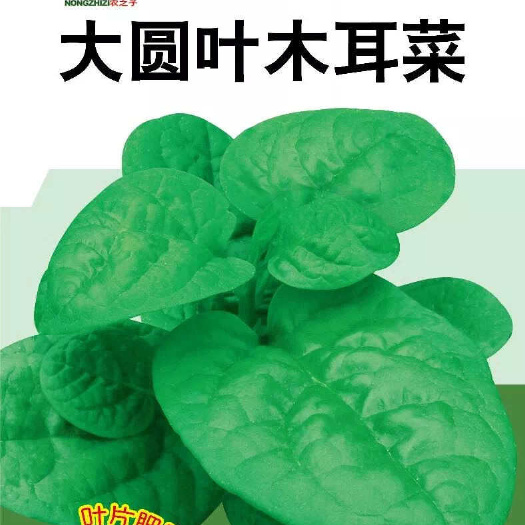 湖南株洲优质木耳菜种子 技术指导 死亡补发 支持发票