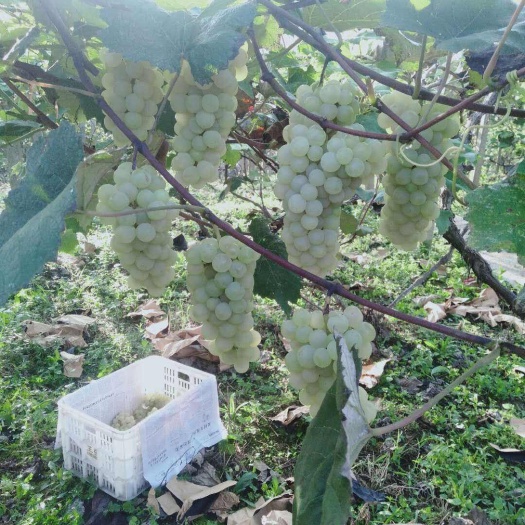 凯里市葡萄