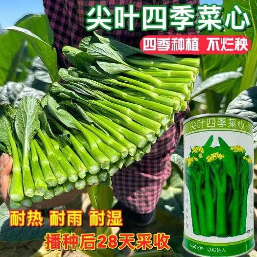 宿迁翠宝70天尖叶菜心种子 80天菜心种子 四季菜心种子菜苔种子