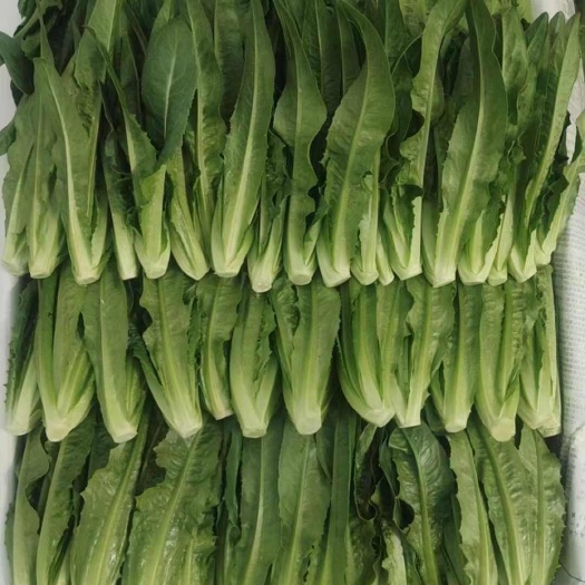 嵩明县精品油麦菜-苗菜-快菜