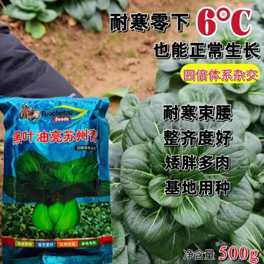 宿迁黑叶油亮苏州青菜种子耐寒青菜种子青梗菜种子