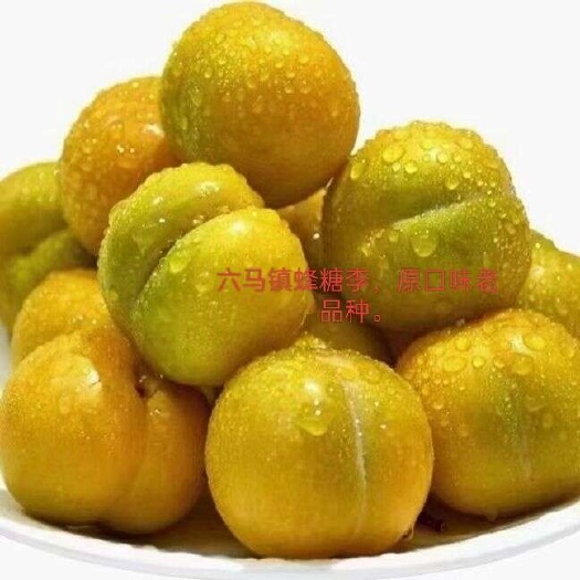 桐梓县蜂糖李树苗  李子树苗，蜂糖李苗，六马蜂糖李，脱骨李。