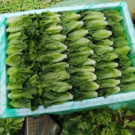 嵩明县精品意大利生菜-苗菜-快菜