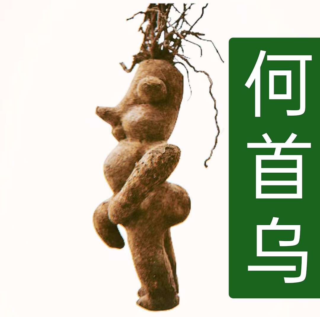 何首乌500克 熟首乌茶 包邮