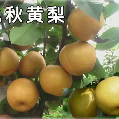东海县梨晚秋黄梨