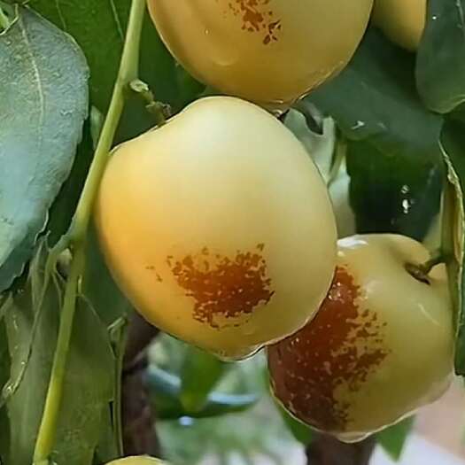 大荔县大荔 冬枣