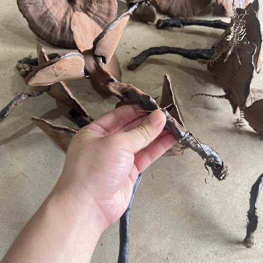 寻乌县林下灵芝