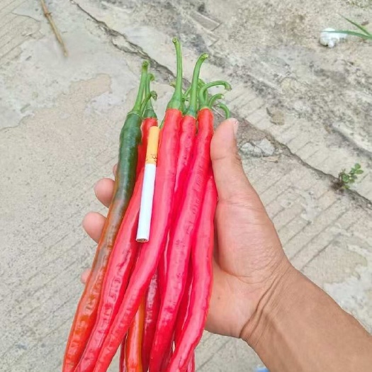 纳雍县青红线椒