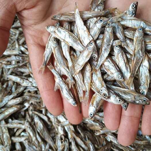 佛山干 淡水无盐小鱼干电商宠物零食干喂猫喂狗鱼干