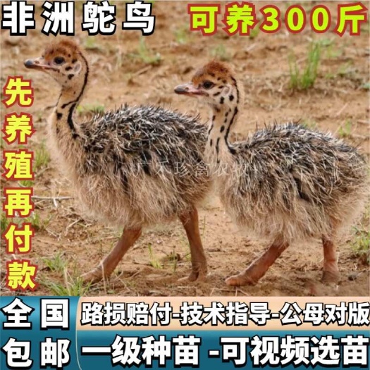 南宁鸵鸟幼苗公母一对非洲纯种巨型成年鸵鸟幼崽活物鸵鸟活苗幼苗一对