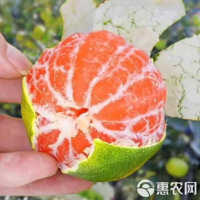 【现货】蜜桔青皮橘子新鲜蜜橘水果薄皮现摘无籽桔子整箱