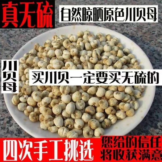 亳州【无硫川贝母】四川贝母川贝母原色无硫川贝母可待客打粉包邮