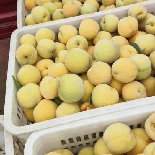 沂水县黄桃