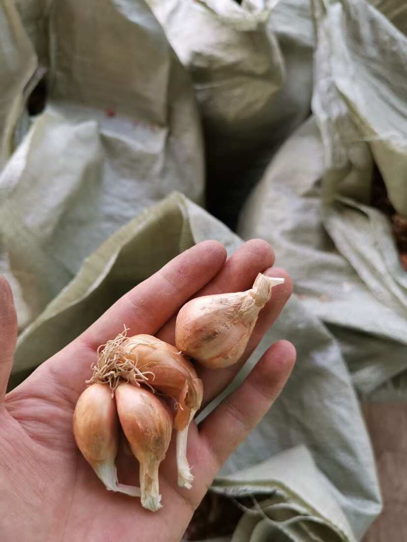 黄葱头种农家自种香葱头红葱头种四季种植葱头种子