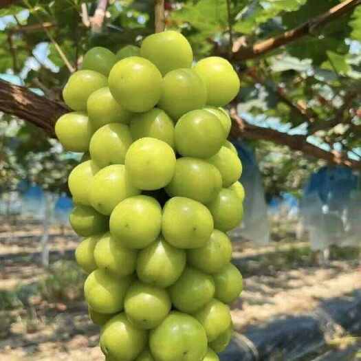大荔县阳光玫瑰，大荔县阳光玫瑰上市，量大价格优惠，可实地考察一条龙