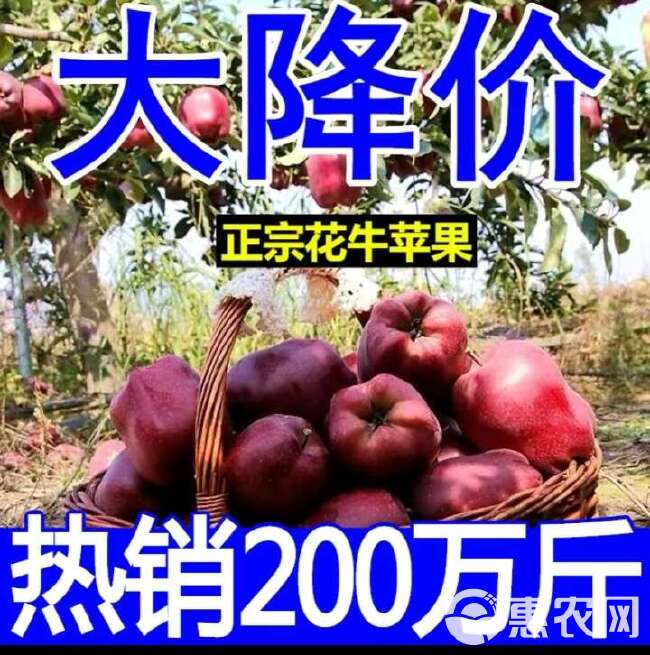 【新果】天水花牛苹果10斤包邮新鲜水果