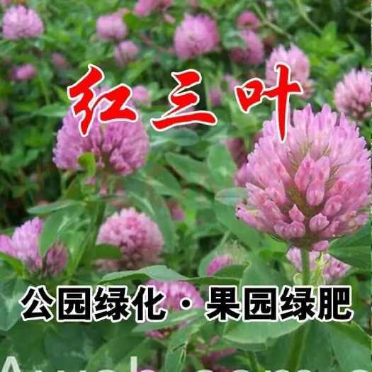灌云县红三叶草籽三叶草种子绿化四季草种籽果园绿肥牧草种子庭院草种子