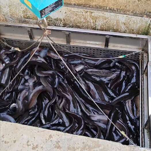 玉林埃及塘鲺