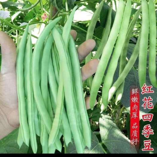 翁牛特旗豆角，土豆