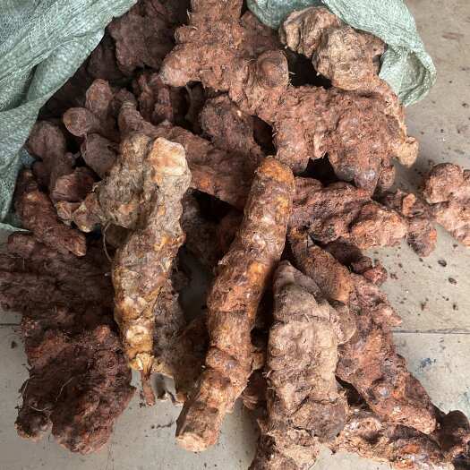 新鲜广东本地土茯苓 黄皮白肉 粉质高 口感甘甜