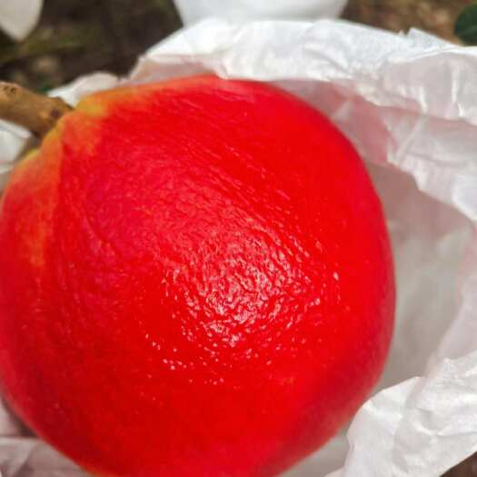 黑子石榴