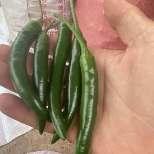 富源县辣椒
