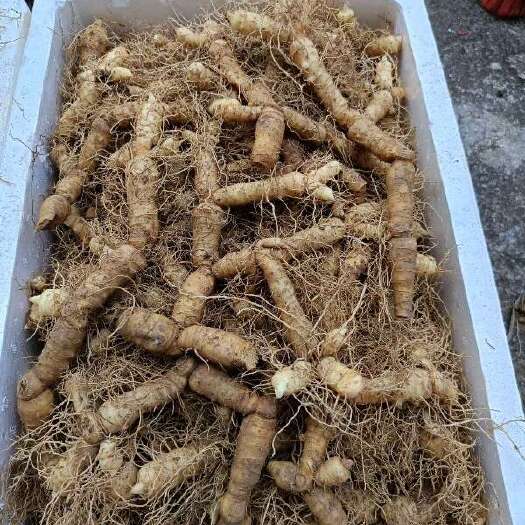宜章县玉竹