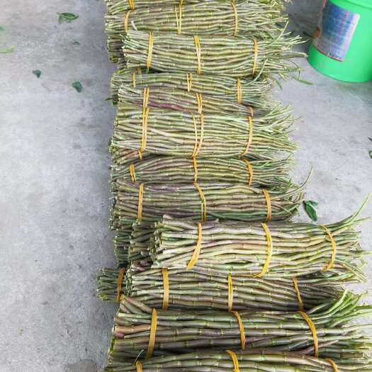 芒市云南高原特色铁皮石斛鲜条大量批发，有需要的跟我联系，基地发货