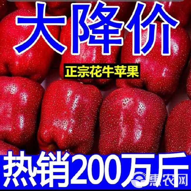 【新果】天水花牛苹果10斤包邮新鲜水果