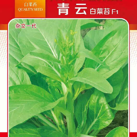 株洲青云白菜苔黄叶苔广东菜薹秋冬季早熟抗病耐热量大阳台盆栽四季播