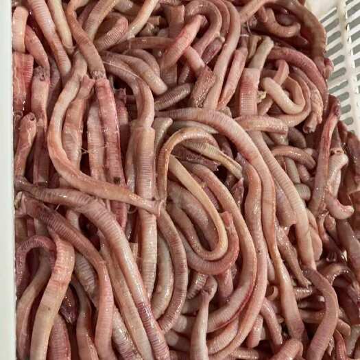 霍邱县鸭食管