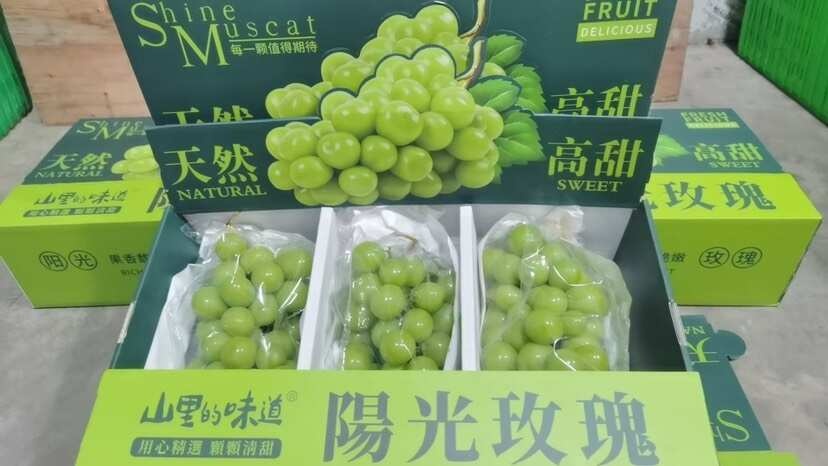 成都阳光玫瑰