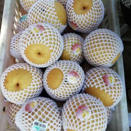 临沭县圆黄梨 8两起步 大部分都是1.5斤左右的