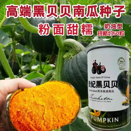 短蔓贝贝板栗南瓜种子礼品小南瓜种子香甜软糯贝贝南瓜种子