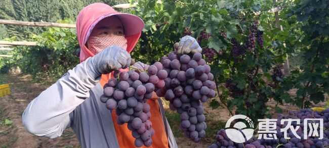 基地直供〈预售当中〉巴丹吉林红提 葡萄欢迎你