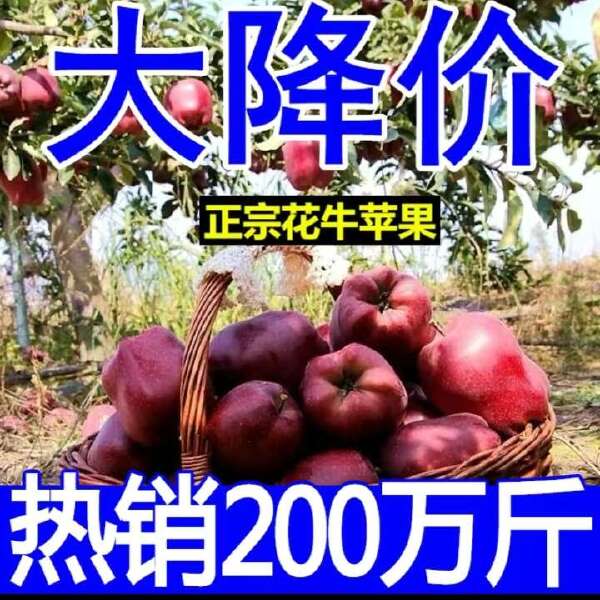 【新果】天水花牛苹果10斤包邮新鲜水果