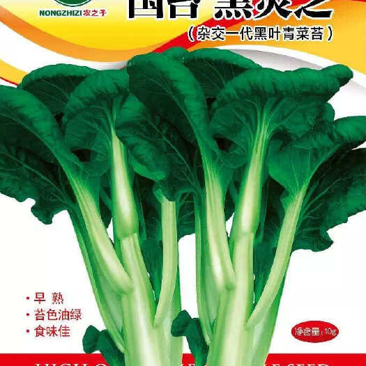 国苔黑灵芝-杂交一代黑叶青菜苔