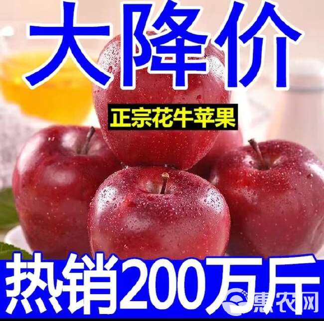 【新果】天水花牛苹果10斤包邮新鲜水果