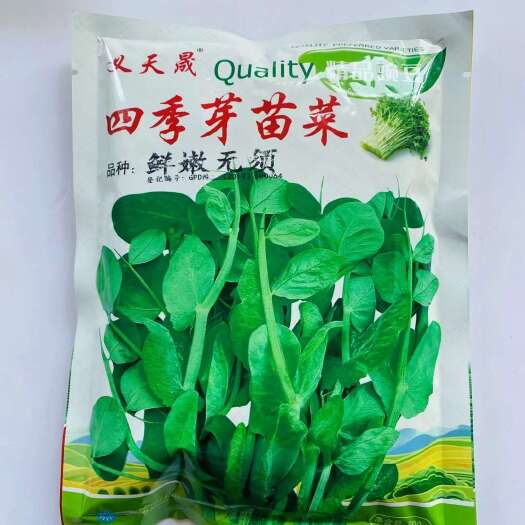 无须豌豆苗种子豌豆尖种子 四季芽苗菜黑芽豌豆苗种子豌豆尖种子