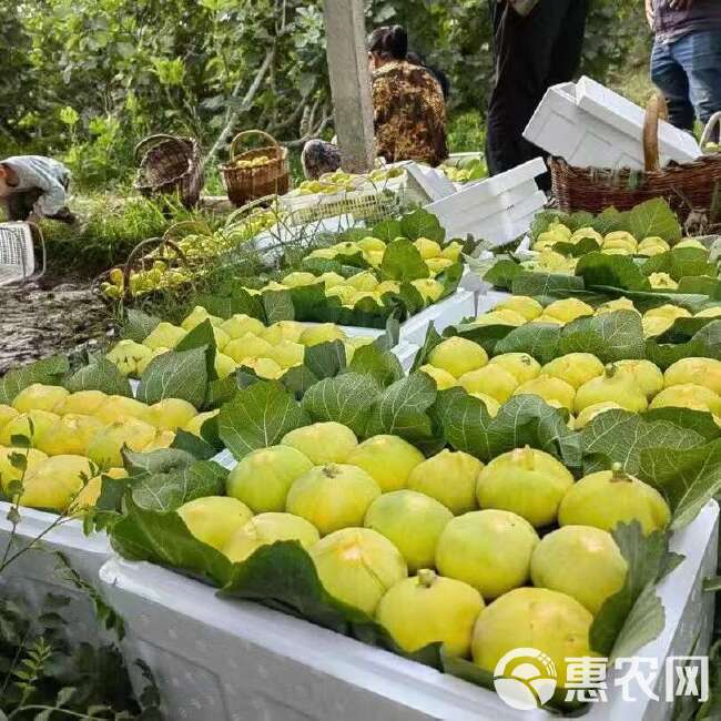 新疆糖包子 阿图什无花果，新鲜采摘，香甜蜜糯一箱起发包邮