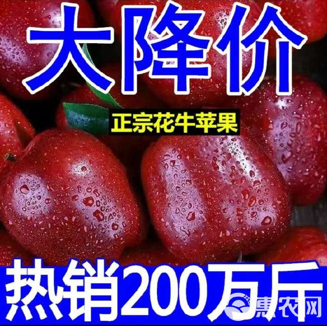 【新果】天水花牛苹果10斤包邮新鲜水果