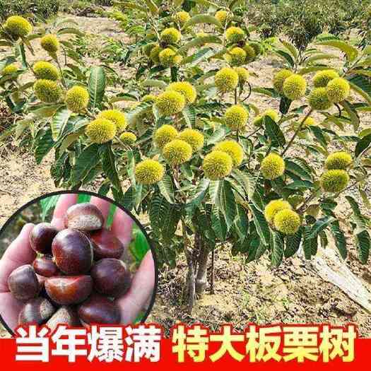大红袍板栗苗  大红袍板栗嫁接苗 基地现挖现发 南北适种量大