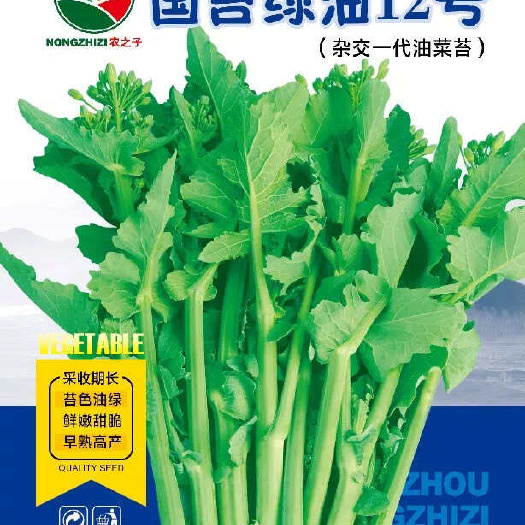 国苔绿油12号-杂交一代油菜苔