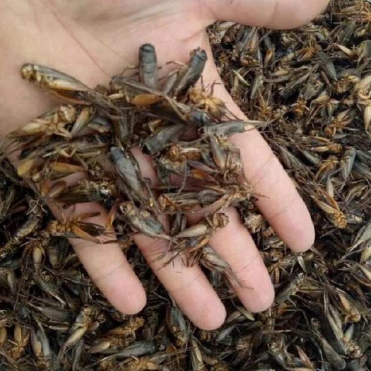 干货，精品蟋蟀