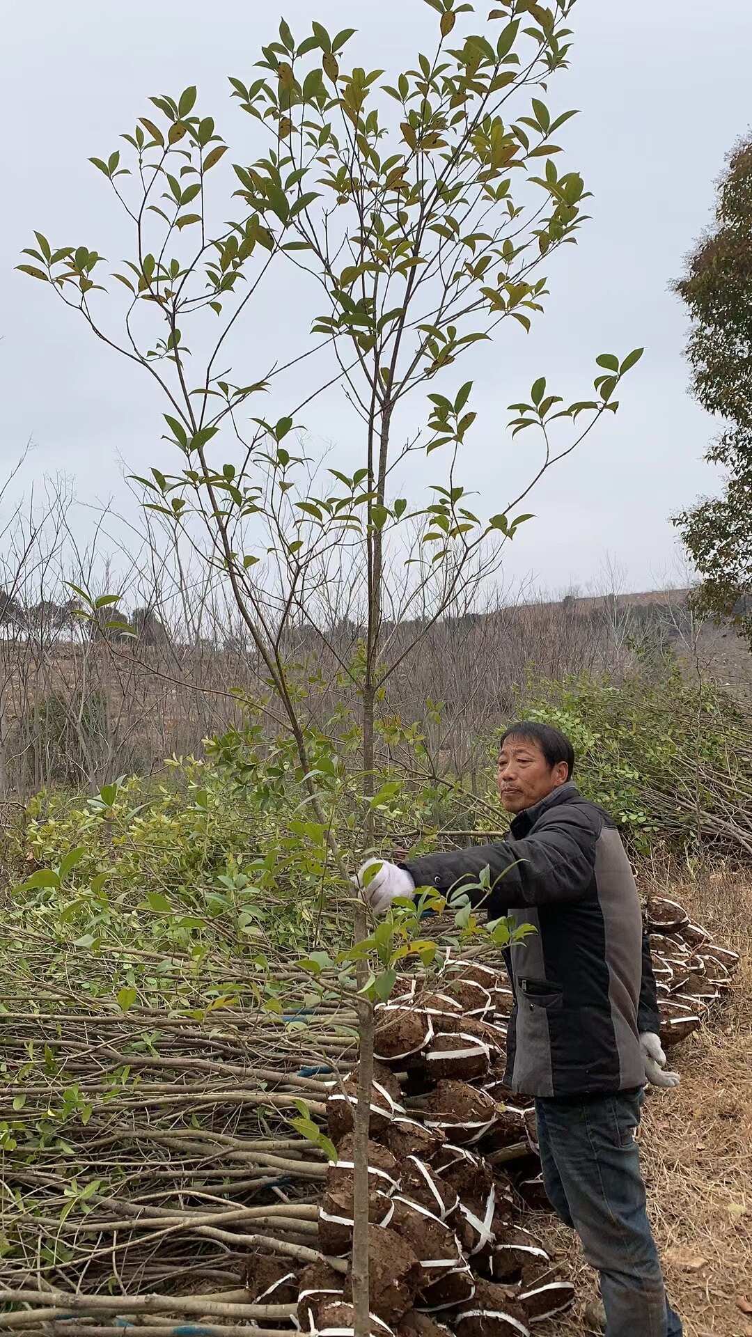 桂花樹  處理2--6公分桂花，八月桂花樹苗