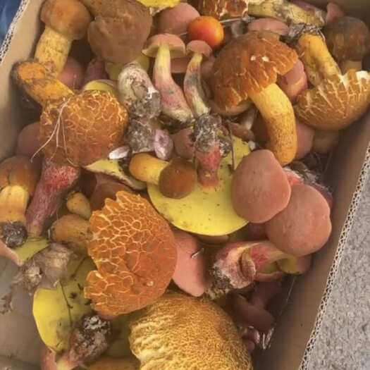 永德县云南冰冻黄牛肝菌产地货源大量现货批发