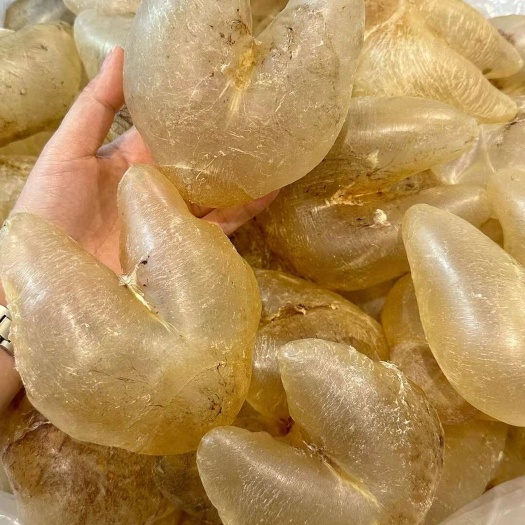 广州批发鱼胶鸡泡胶鱼胶35-110头足干海味滋补干货刺龟鱼胶