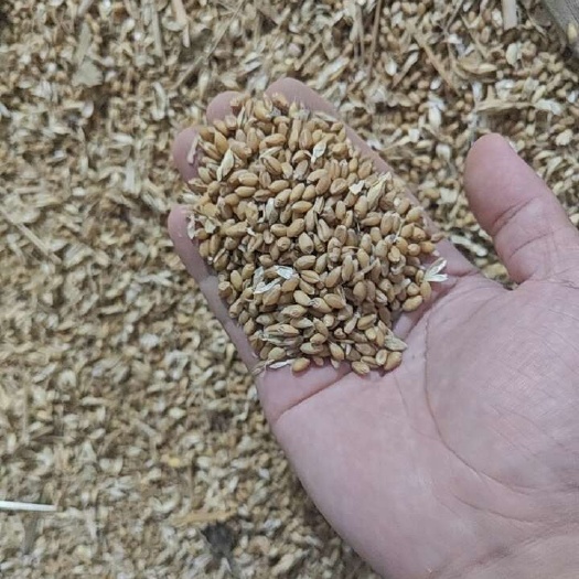 临泉县优质脱壳小麦