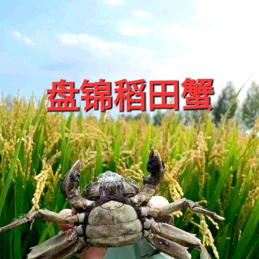 【稻田蟹肥货】辽宁盘锦稻田蟹蟹田直供肉质鲜甜蟹黄饱满空运发货