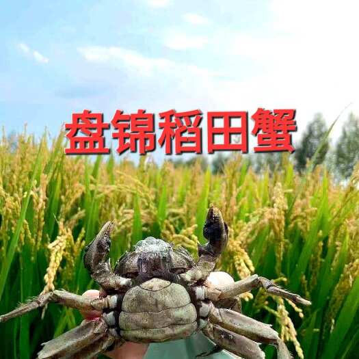 盘山县【稻田蟹肥货】辽宁盘锦稻田蟹蟹田直供肉质鲜甜蟹黄饱满空运发货